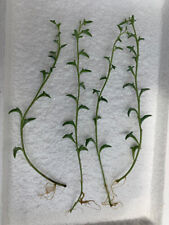 Senecio peregrinus string for sale  WELLING