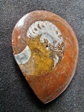 Goniatite gonioclymenia fossil for sale  KING'S LYNN