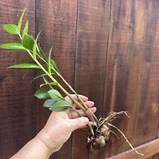 Plant live houseplant for sale  San Diego