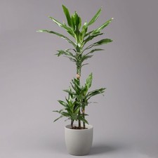 Duftender drachenbaum janet gebraucht kaufen  Deutschland
