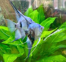 Free assorted blue for sale  Cumming