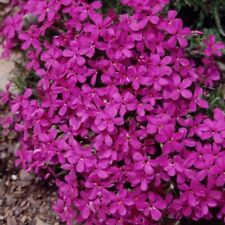 Phlox plug plants for sale  LONDON