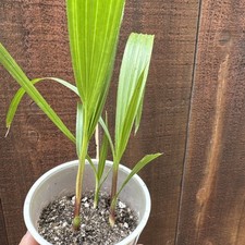 Trachycarpus fortunei mexican for sale  San Diego