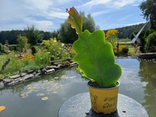 Epiphyllum xypetalum epicactus gebraucht kaufen  Röttenbach b Erlangen