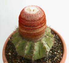 Melocactus concinnus usato  Napoli