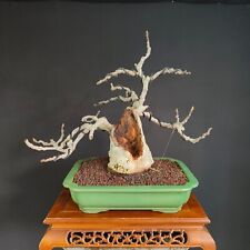 Bonsai esemplare fico usato  San Pancrazio Salentino