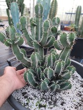 Xxlarge euphorbia polyancantha for sale  REDRUTH