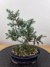 Juniper blue carpet for sale  EPSOM