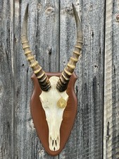 Jagdtrophäe geweih impala gebraucht kaufen  Münsingen
