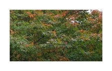 10x ahorn rubrum gebraucht kaufen  Pfullingen