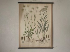 Carta escolar botânica vintage de cartão OX-EYE DAISY & YARROW 1953 FLORES SILVESTRES comprar usado  Enviando para Brazil