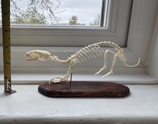 animal skeletons for sale  PENRYN