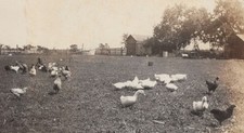 1920s chickens ducks for sale  Mission