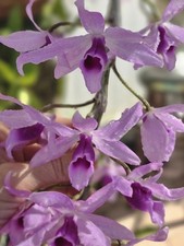 Orchid bloom dendrobium for sale  Riverview