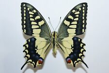 Papilio sphyrus fig. usato  Ragusa