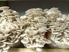 Florida oyster mushroom for sale  Holiday