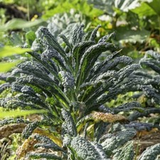 Kale black kale for sale  IPSWICH