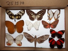 Insekten schmetterlinge trop gebraucht kaufen  Pliezhausen