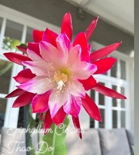 Epiphyllum clowns stecklinge gebraucht kaufen  Würselen