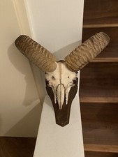 Mufflon muffel muffelwidder gebraucht kaufen  München