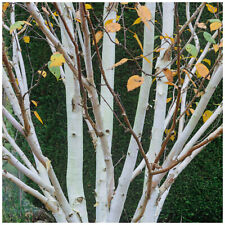 Silver birch jacquemontii for sale  NEWTOWNARDS