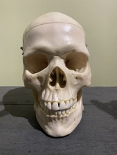 Replica anatomical human for sale  SOLIHULL