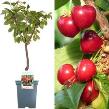Patio fruit tree for sale  UK