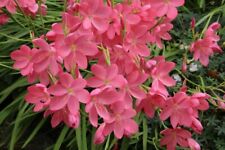 Kaffir lily schizostylis for sale  TOTNES