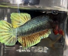 Quantity bettas plakat for sale  Bronx