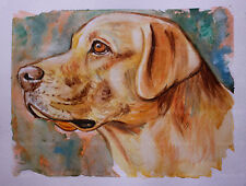 Ritratto labrador retriver usato  Villaricca