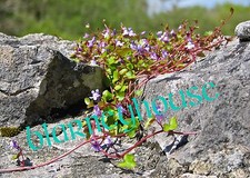 Lovely wild flowers for sale  Everson
