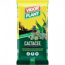 Vigor plant cactacee usato Vigor plant cactacee usato  Qualiano