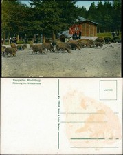 Moritzburg tiergarten moritzbu gebraucht kaufen  Ortrand