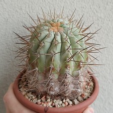 Copiapoa haseltoniana vaso usato  Modena