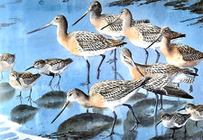 Bar tailed godwits for sale  NELSON