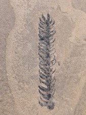 Plante fossile walchia d'occasion  Sessenheim
