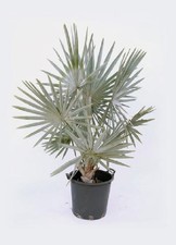 Bismarckia nobilis bismarkia usato  Maddaloni