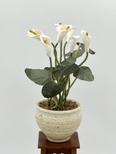 Artisan calla lily for sale  CRAWLEY