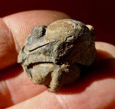 Trilobite dévonien ardennes d'occasion  Cuxac-d'Aude