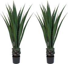 Set giant agave for sale  Cedar Rapids