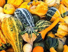 Gourd large gourd for sale  Sevierville