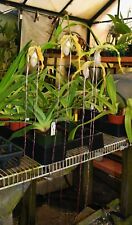 Phragmipedium wallisii phrag. for sale  Apopka