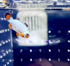 clownfish captive bred for sale  Marrero