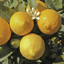 Large lemon eureka for sale  PETERBOROUGH