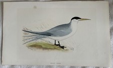 Swift tern sud usato  Foligno