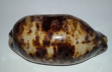 Conchiglia shell cypraea usato Conchiglia shell cypraea usato  Piombino