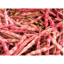 50 graines de Haricots Coco Rosé comprar usado  Enviando para Brazil
