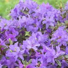 Rhododendron merryn 9cm for sale  STOKE-ON-TRENT