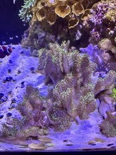 Live coral devil for sale  Reading