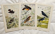 Vintage 1937 bird for sale  Saint Germain